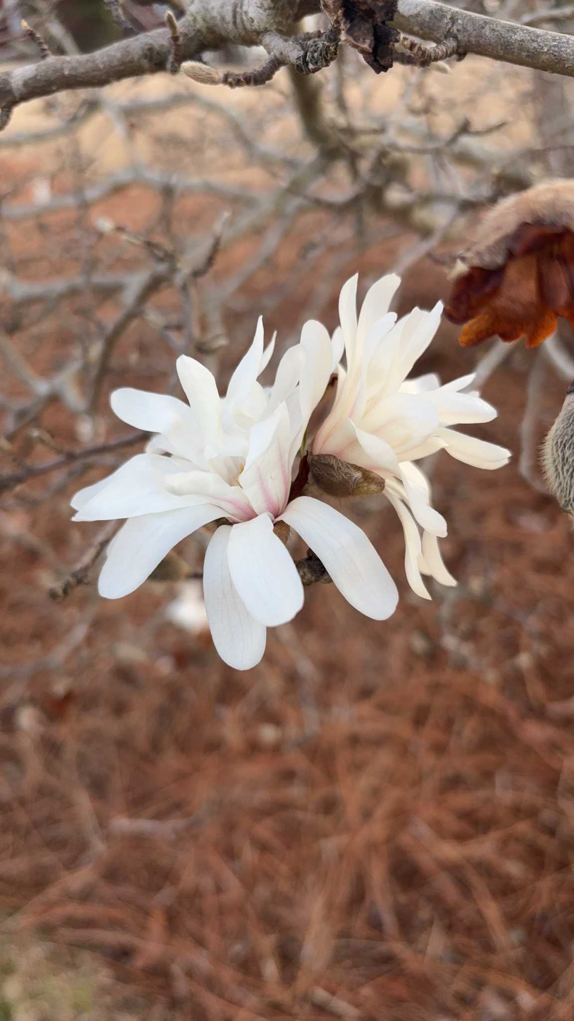 Star magnolia