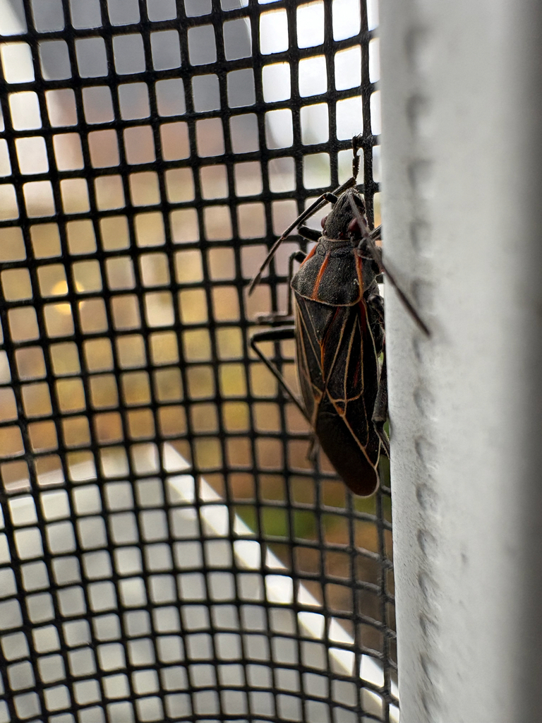Western Boxelder Bug from N Sheridan Ave, Tacoma, WA, US on January 2 ...