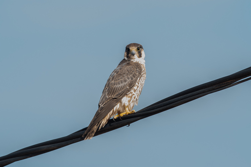 Barbary Falcon