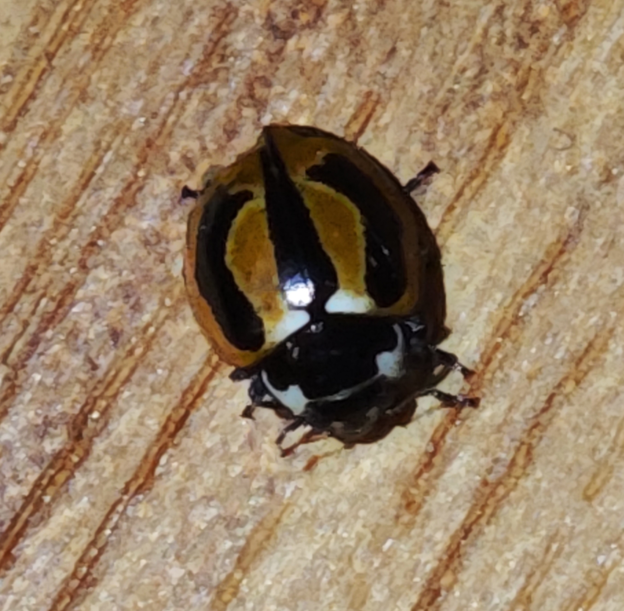 Coccinella miranda