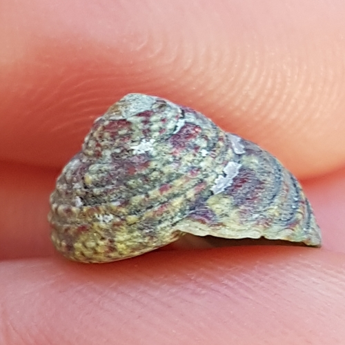 Pennant's topshell