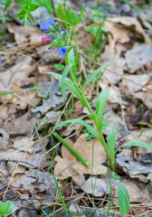 Pulmonaria angustifolia