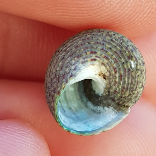 Pennant's topshell