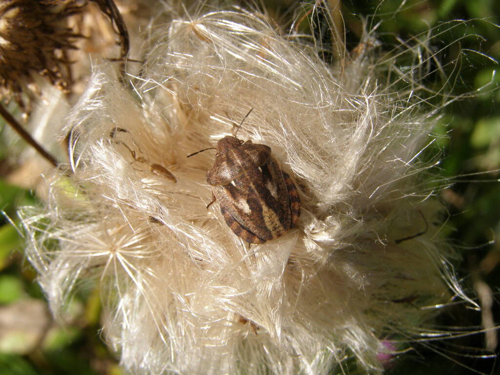 Tortoise Bug from Юго-Западный административный округ, Москва, Россия ...