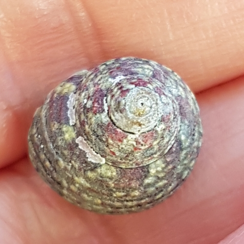 Pennant's topshell