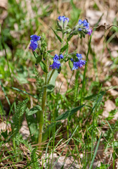 Pulmonaria angustifolia