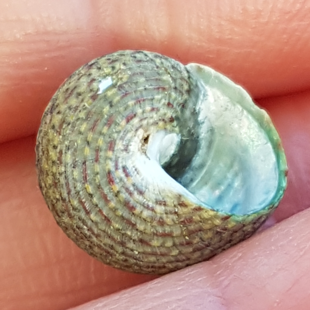 Pennant's Top Shell