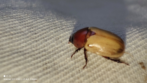 Cyclocephala melanocephala