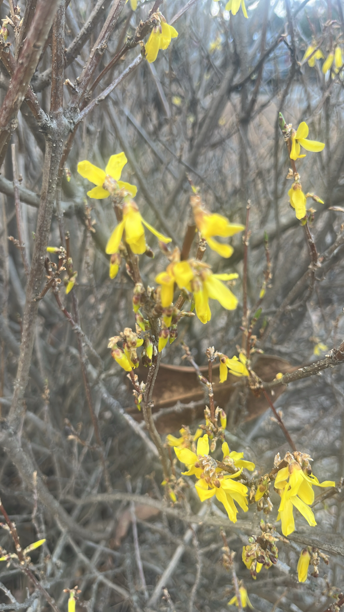Weeping forsythia