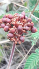 Palicourea officinalis