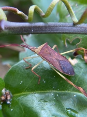 Chondrocera laticornis