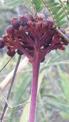Palicourea officinalis