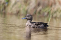 Andean Teal photo 2