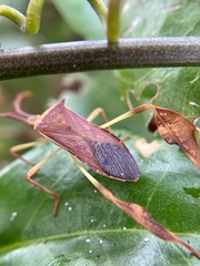 Chondrocera laticornis