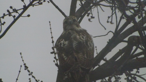 Red-tailed Hawk
