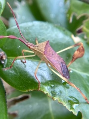 Chondrocera laticornis