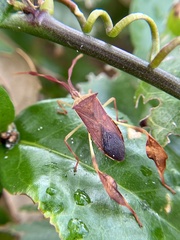 Chondrocera laticornis
