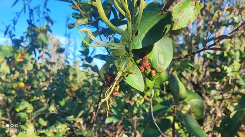 Schizomyia tuiuiu