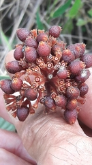 Palicourea officinalis