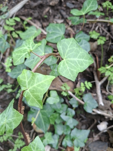 Madeiran Ivy (Hedera maderensis)