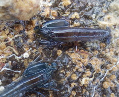 Synalpheus lockingtoni