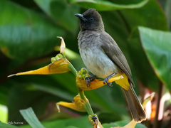 Pycnonotus barbatus tricolor