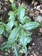 Ilex perado subsp. platyphylla image