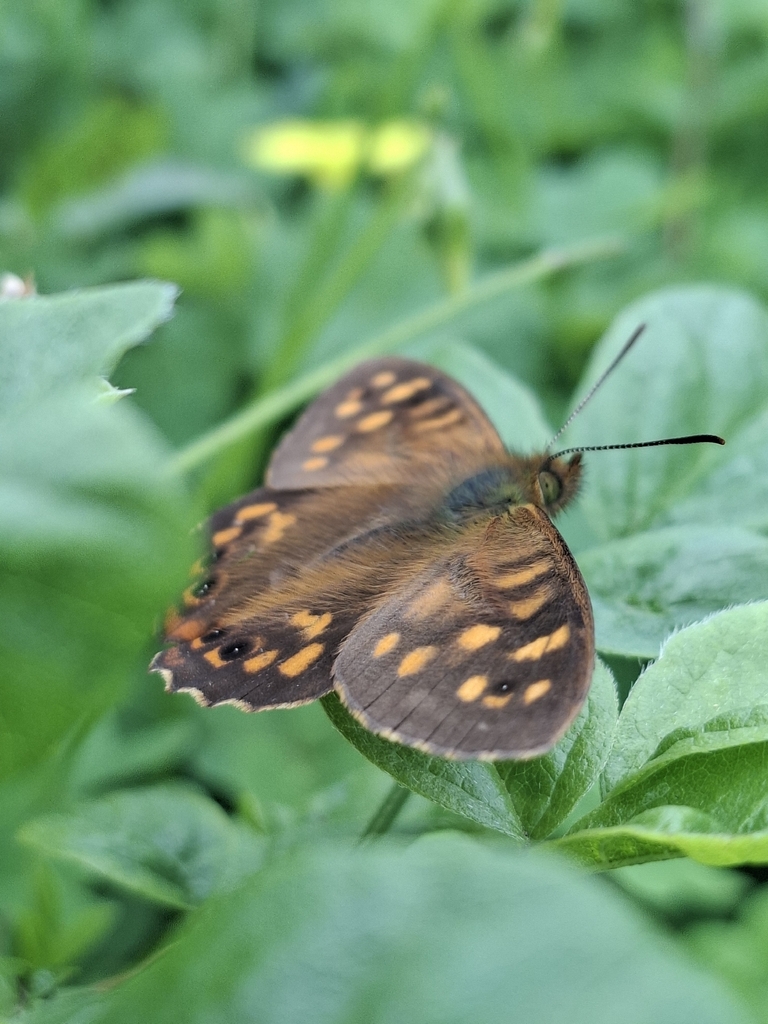 Pararge xiphia