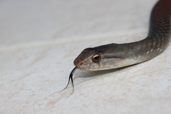 Cubophis cantherigerus
