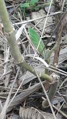 Palicourea officinalis