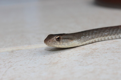 Cubophis cantherigerus