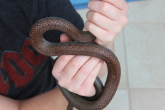 Cubophis cantherigerus