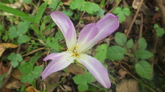 Colchicum speciosum