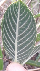 Palicourea officinalis