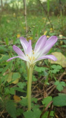 Colchicum speciosum