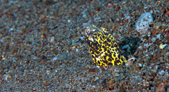 Callechelys marmorata