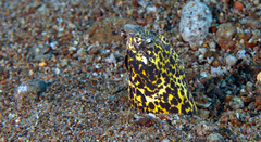 Callechelys marmorata