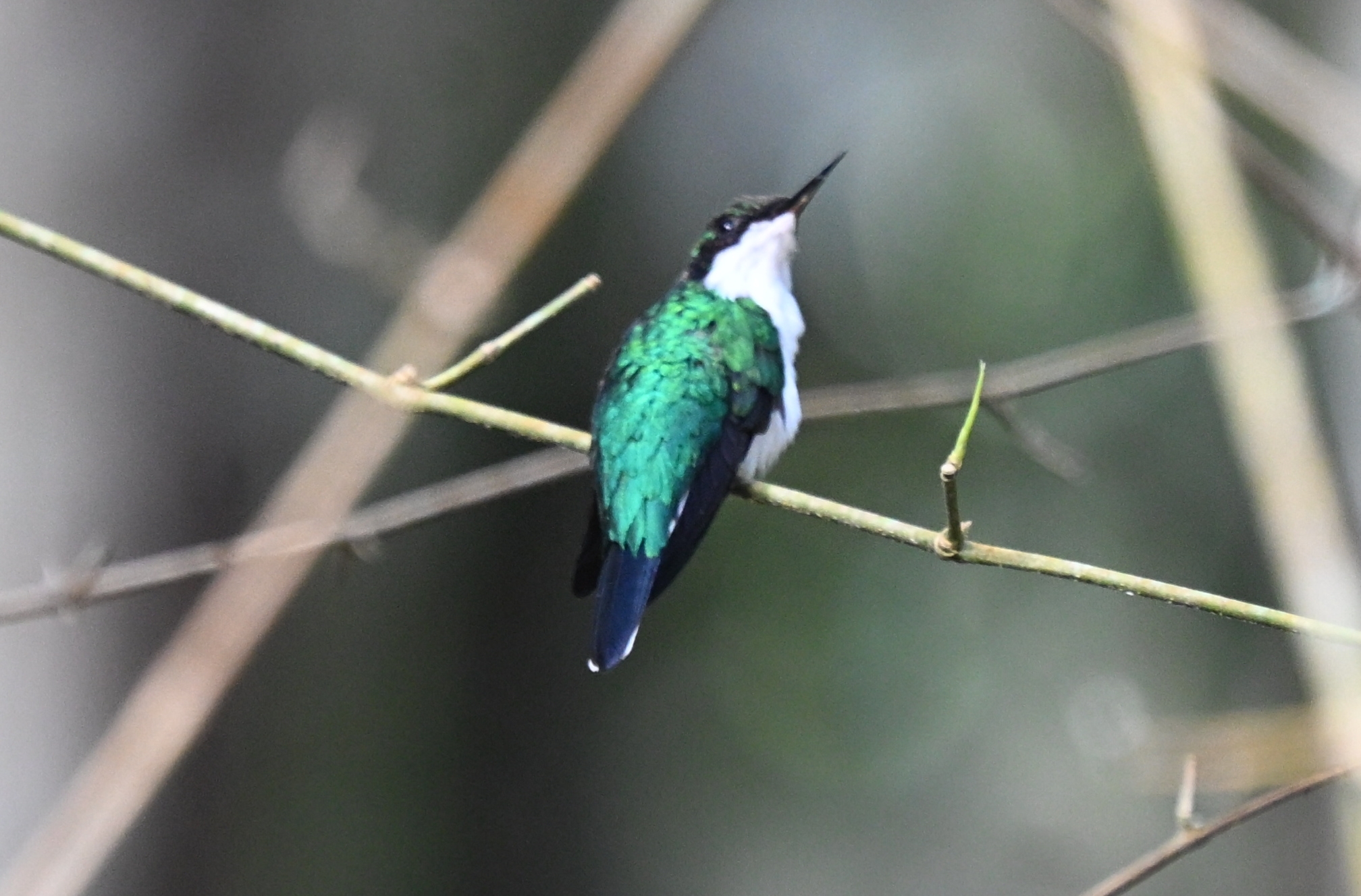 Purple-crowned Fairy (Heliothryx barroti), photo 5