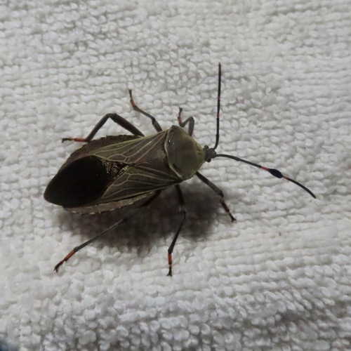 Pachylis nervosus (Pachylis nervosus)