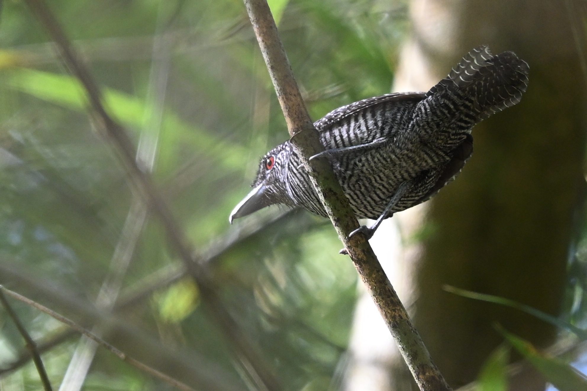 Fasciated Antshrike (Cymbilaimus lineatus), photo 10