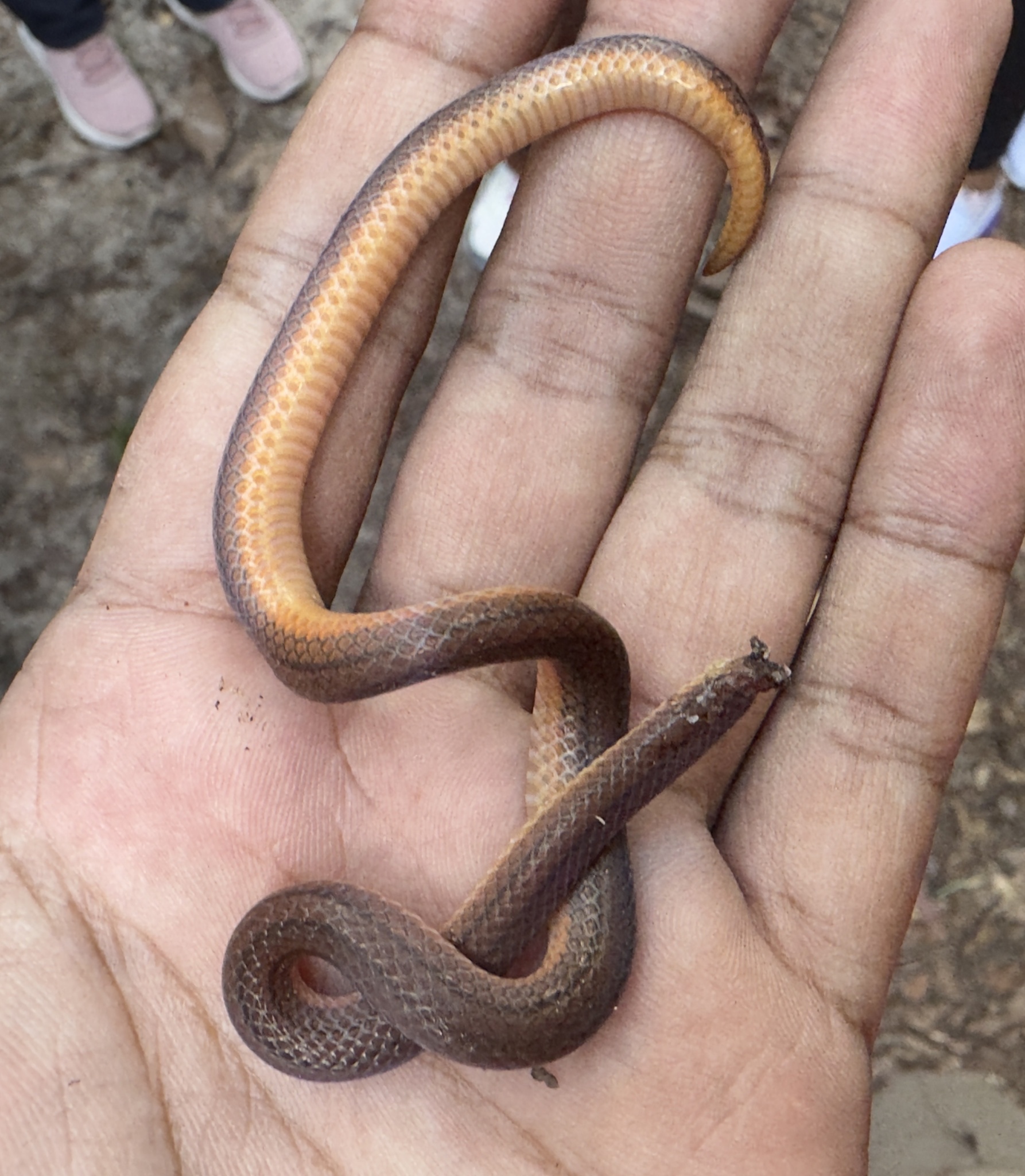 Three-Lined Ground Snake photo 5