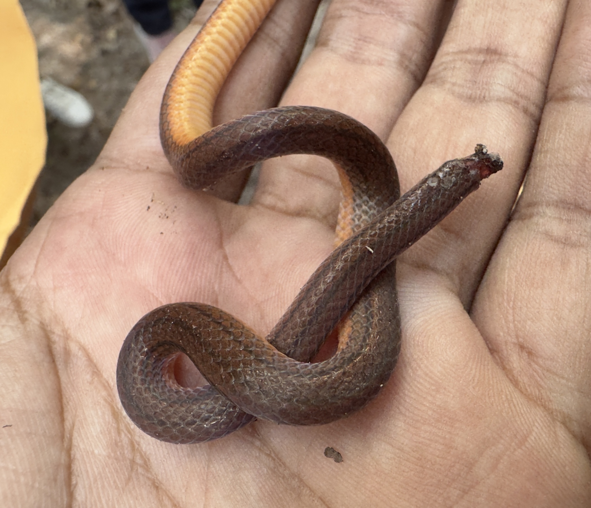 Three-Lined Ground Snake photo 6