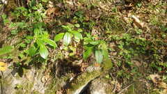 Daphne pontica