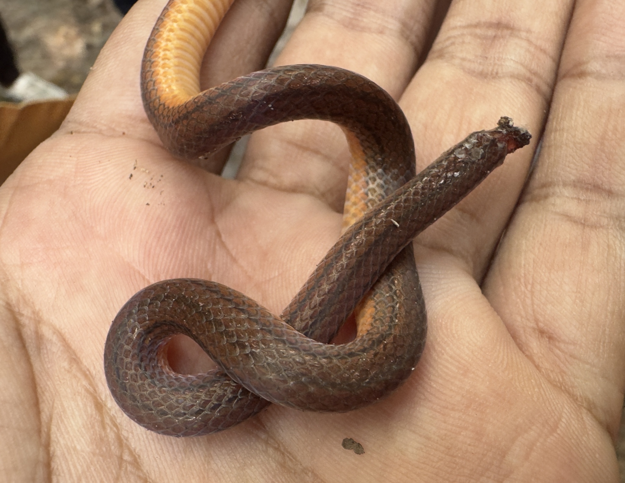 Three-Lined Ground Snake photo 7