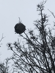 Dolichovespula maculata