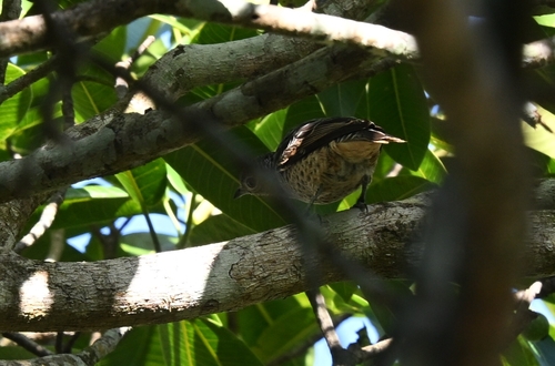 Blue Cotinga (Cotinga nattererii)