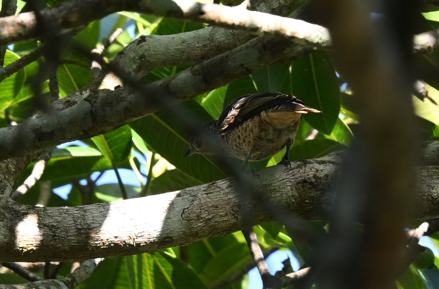Blue Cotinga (Cotinga nattererii), photo 1