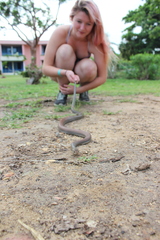 Cubophis cantherigerus