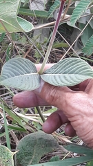 Palicourea officinalis