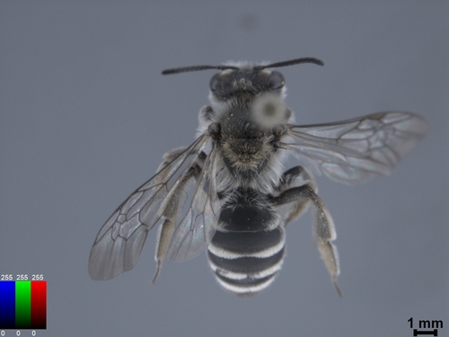 iNaturalist observation photo of Bees